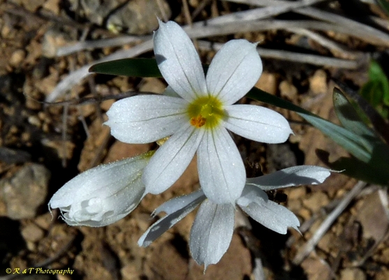 {Sisyrinchium albidum}